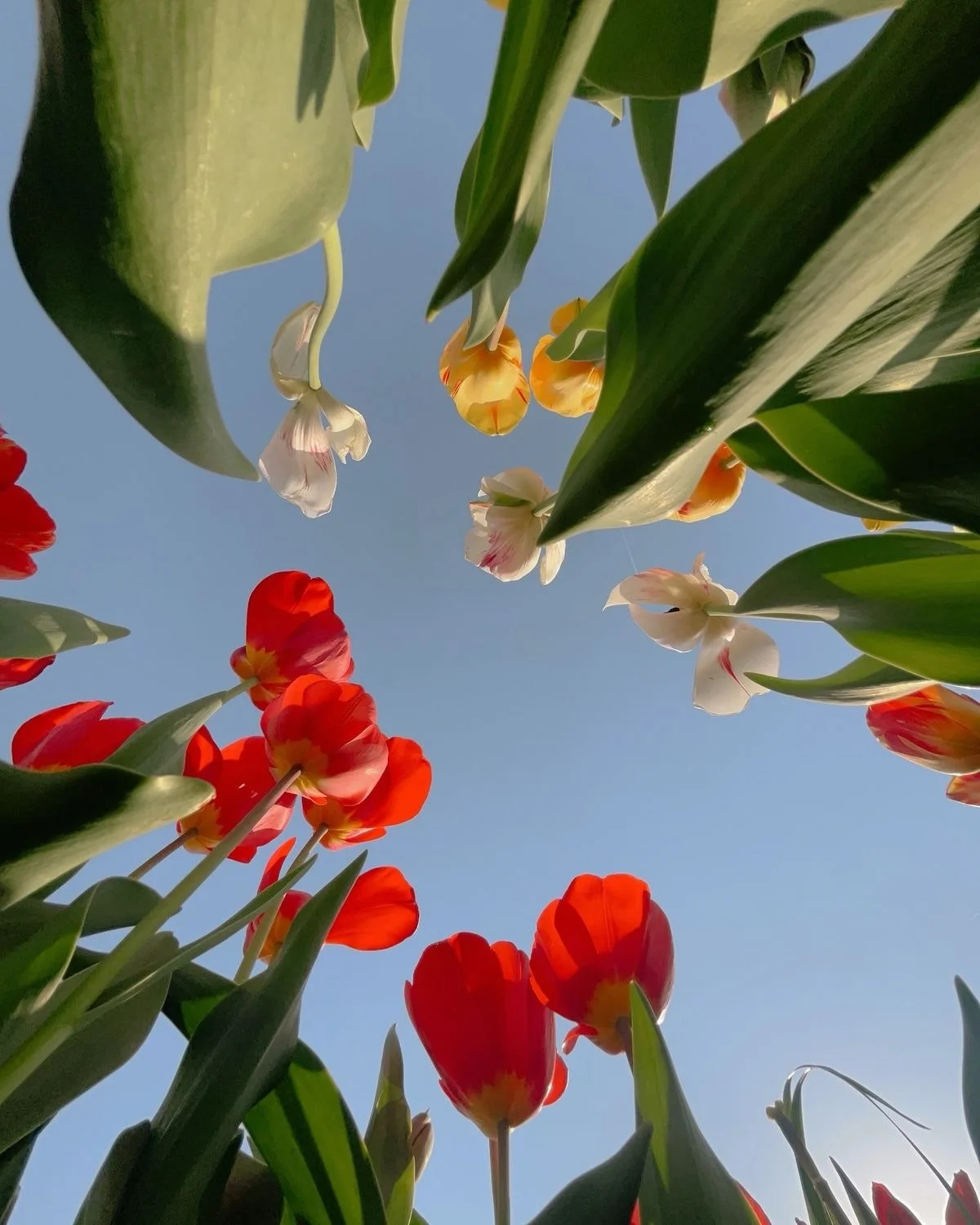 🐰✨🩷 Happy Easter 🩷✨🐰