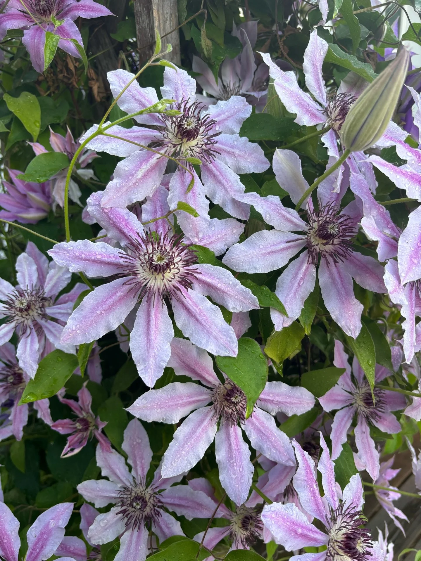 Every year at this time, @dmoconnor887 stresses out that he hasn&rsquo;t done enough to care for his clematis, and every year they bloom spectacularly and look perfect 😂