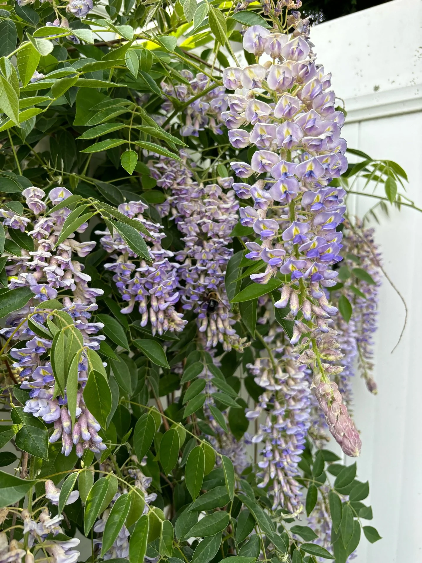 The wisteria is positively cinematic ✨ I did a video about this last year that you can scroll back to find, but you want NATIVE wisteria, not Japanese or Chinese wisteria!!!