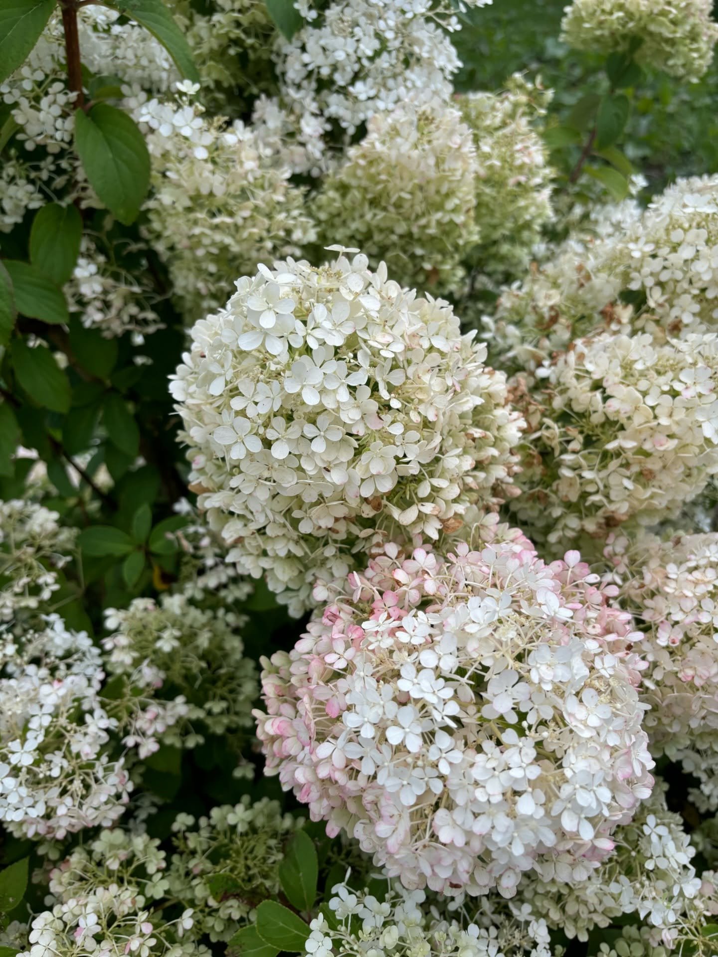 Bobo hydrangea ✨ early August