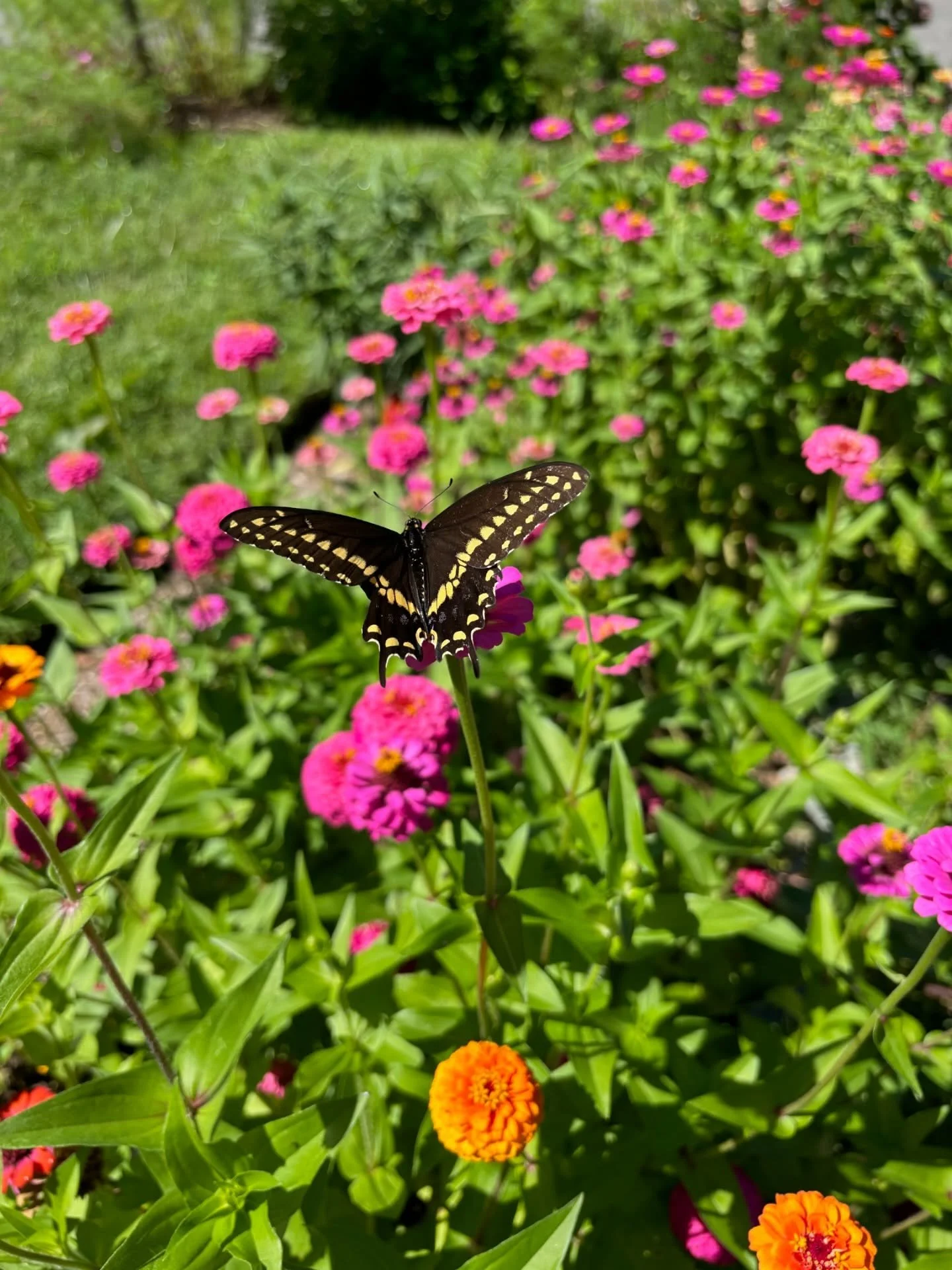 This swallowtail let me get close enough to take a few glamour shots ✨💐 @dmoconnor887