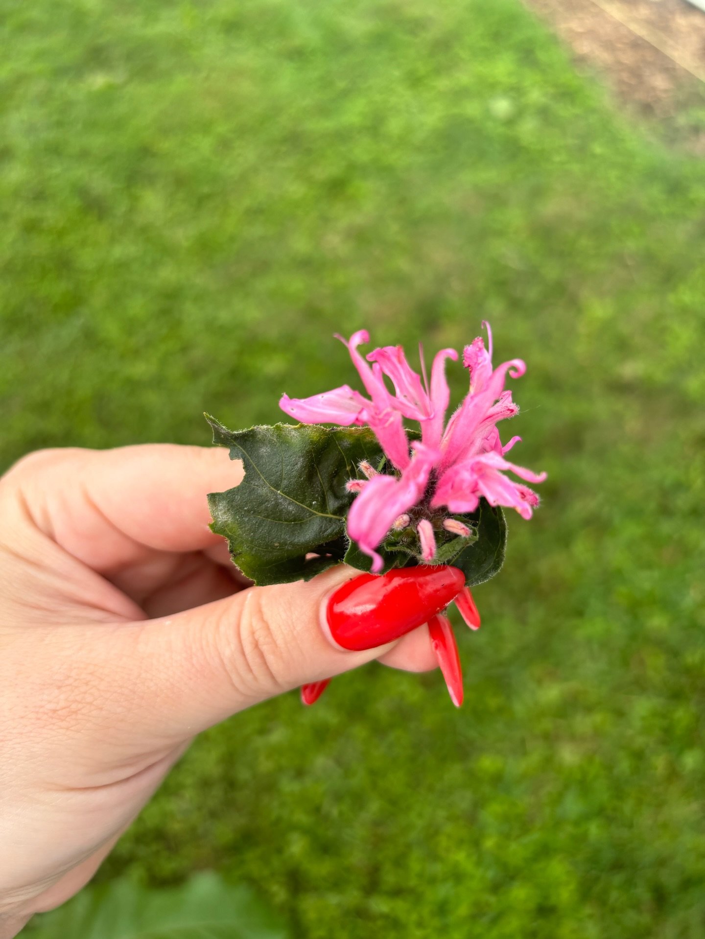 Meet our backyard bee balm varieties ✨💐 🐛🐝🦋@dmoconnor887