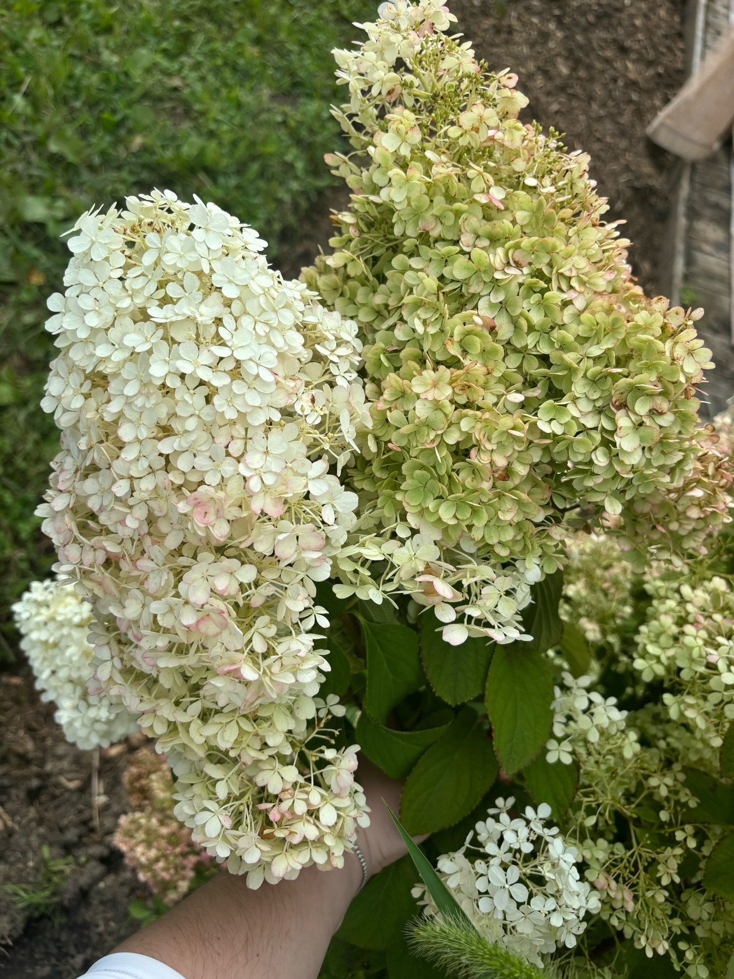 Heaven is a place on earth ✨💐 late summer gardening with @dmoconnor887