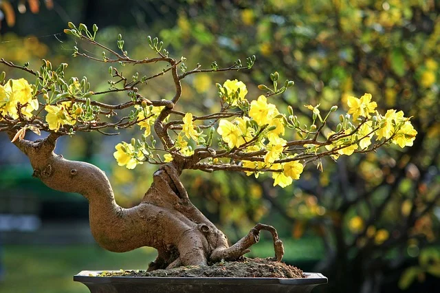 Bonsai.jpg