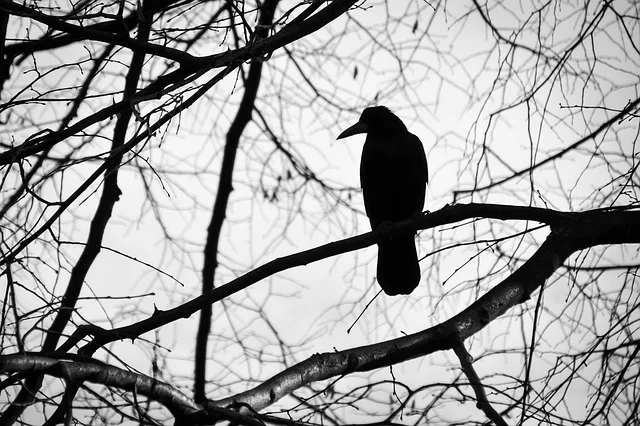 Raven1.jpg