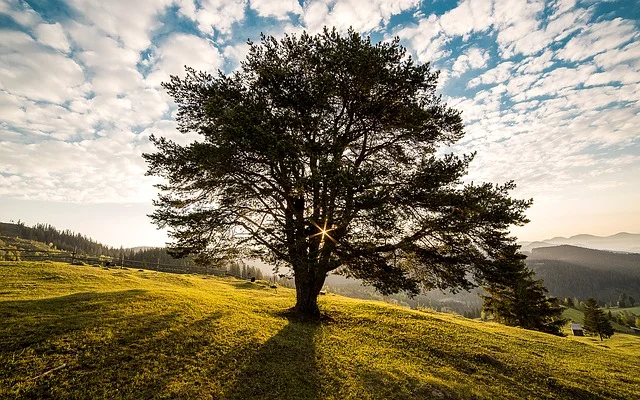 Tree.jpg