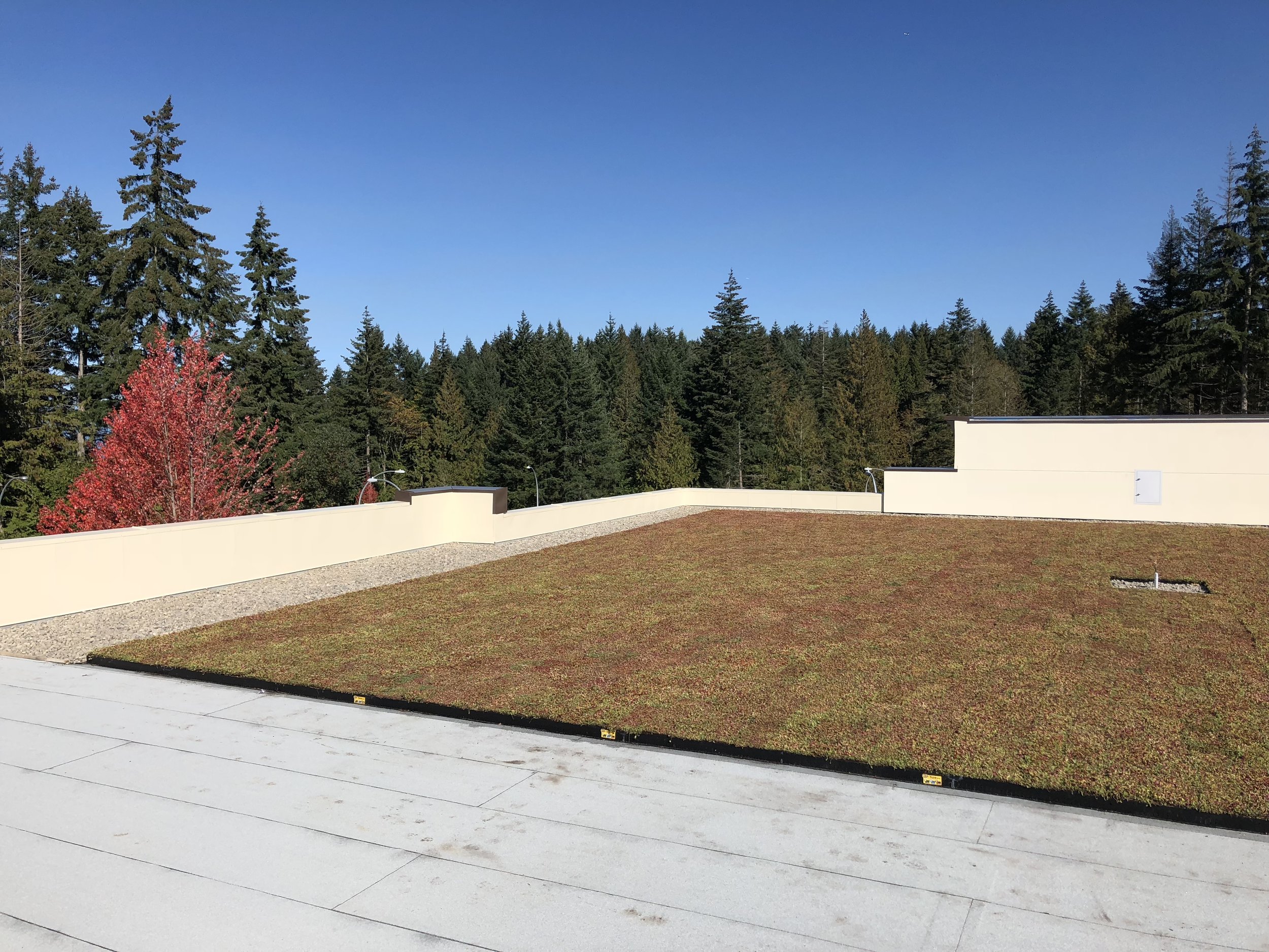 Green Roof 2.jpg