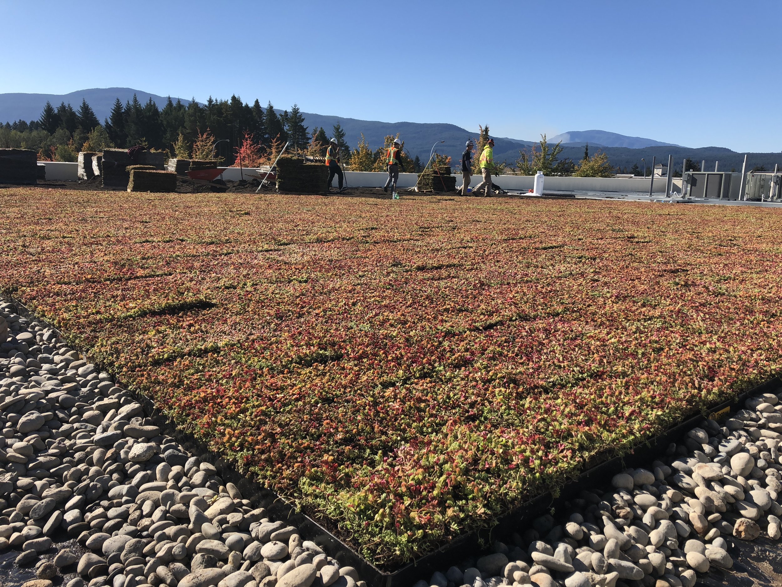 Green Roof 1.jpg