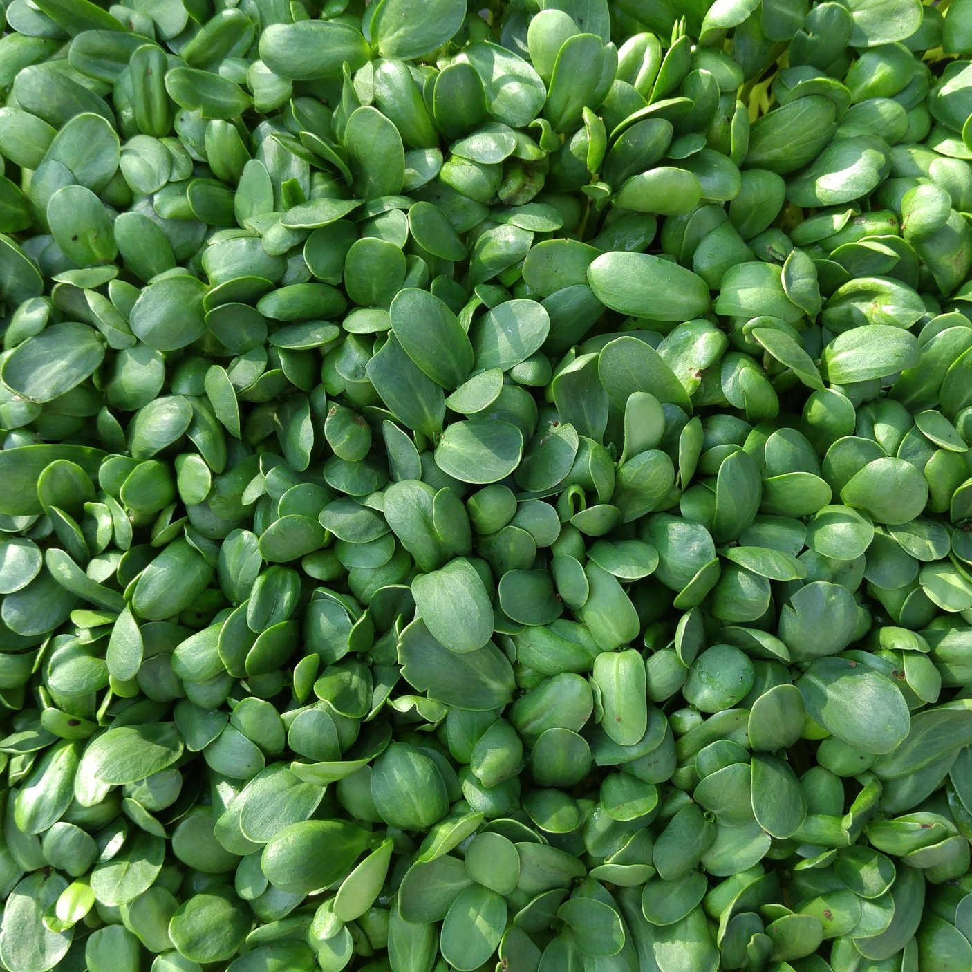 SUNFLOWER SHOOTS