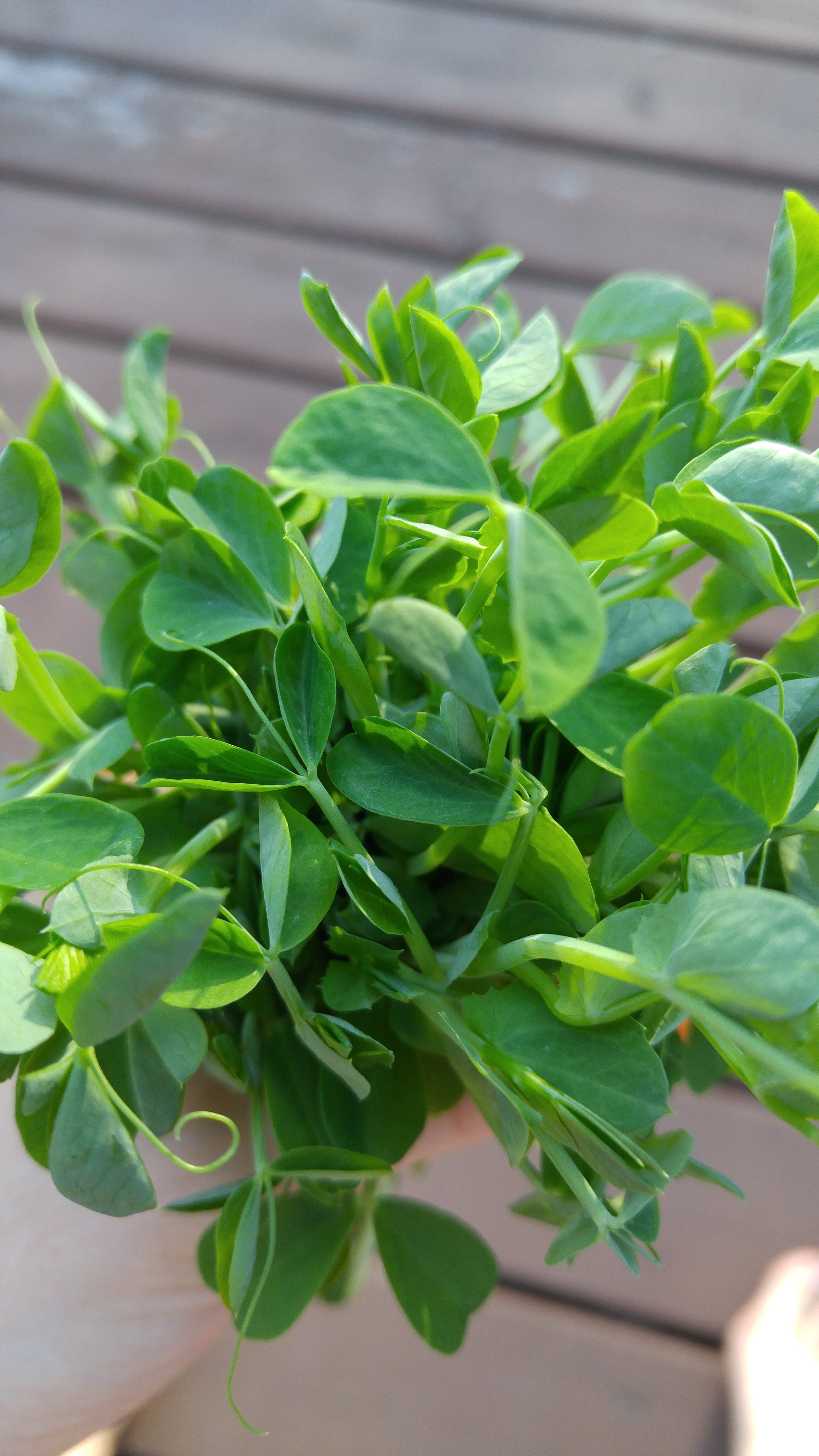 PEA SHOOTS