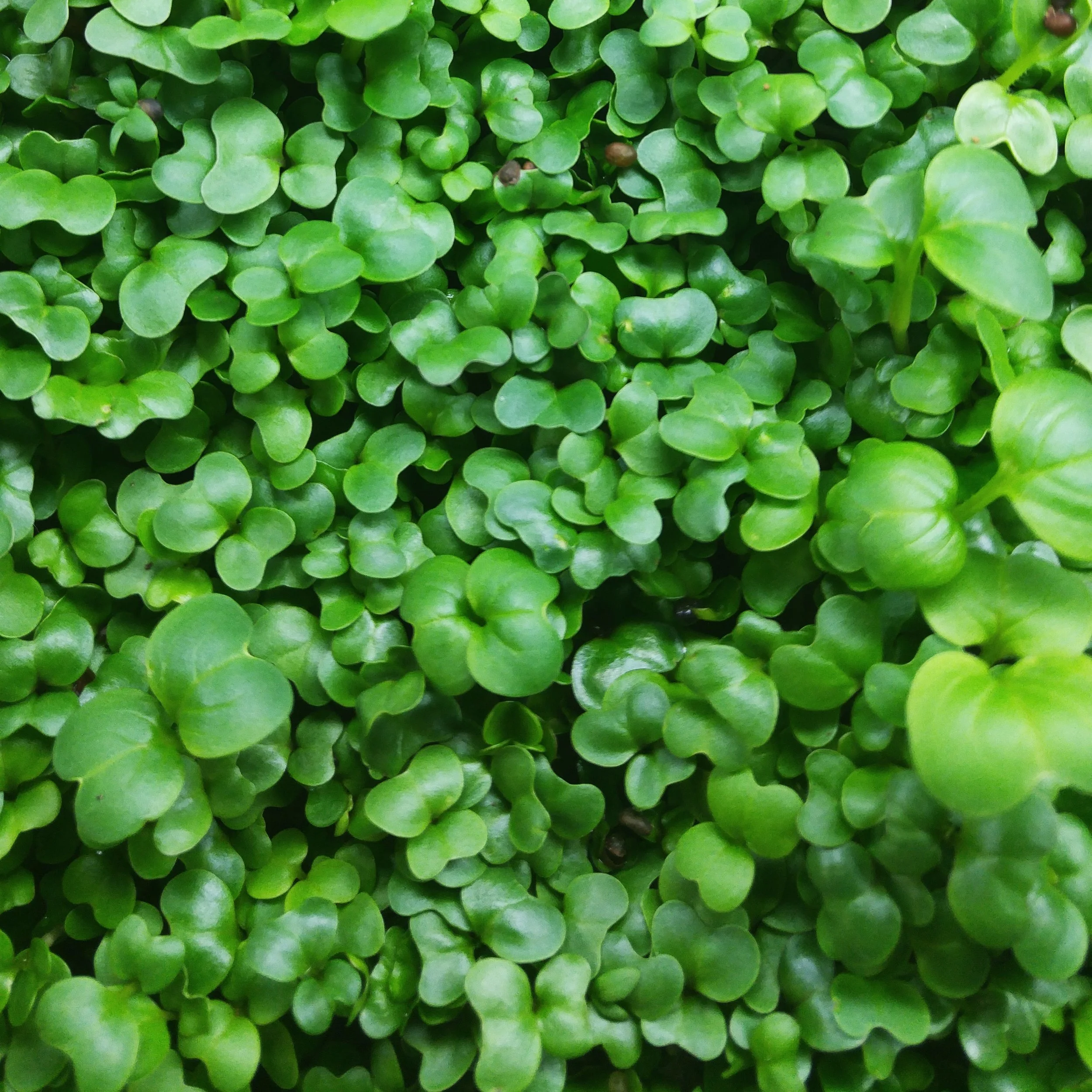 RADISH MICROGREENS