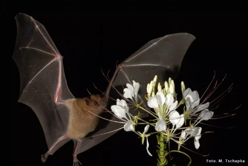A lesser long-nosed bat pollinating an agave flower Photo by Marco Tschapka