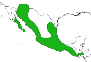  Distribution of Leptonycteris yerbabuenae