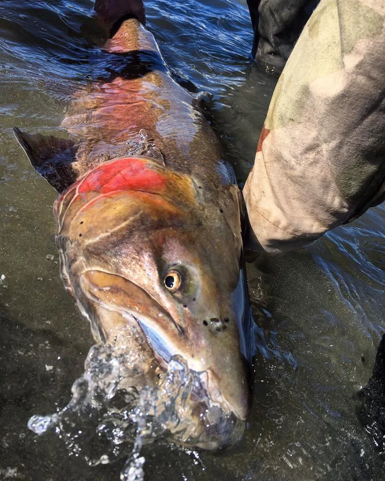 Client fish with Casey. Can't beat running into a face like that!