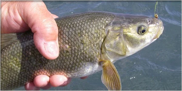 About Pyramid Lake | Pyramid Fly Co. - Premier Fly Fishing Guide ...