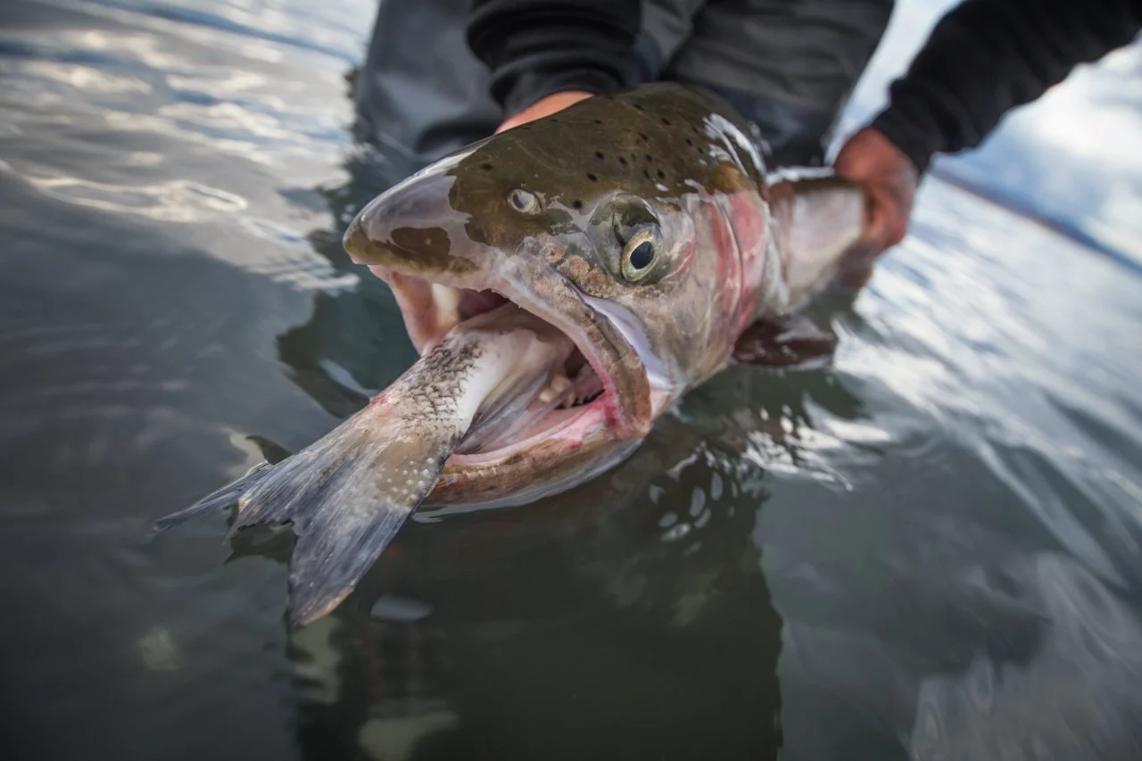 About Pyramid Lake | Pyramid Fly Co. - Premier Fly Fishing Guide ...