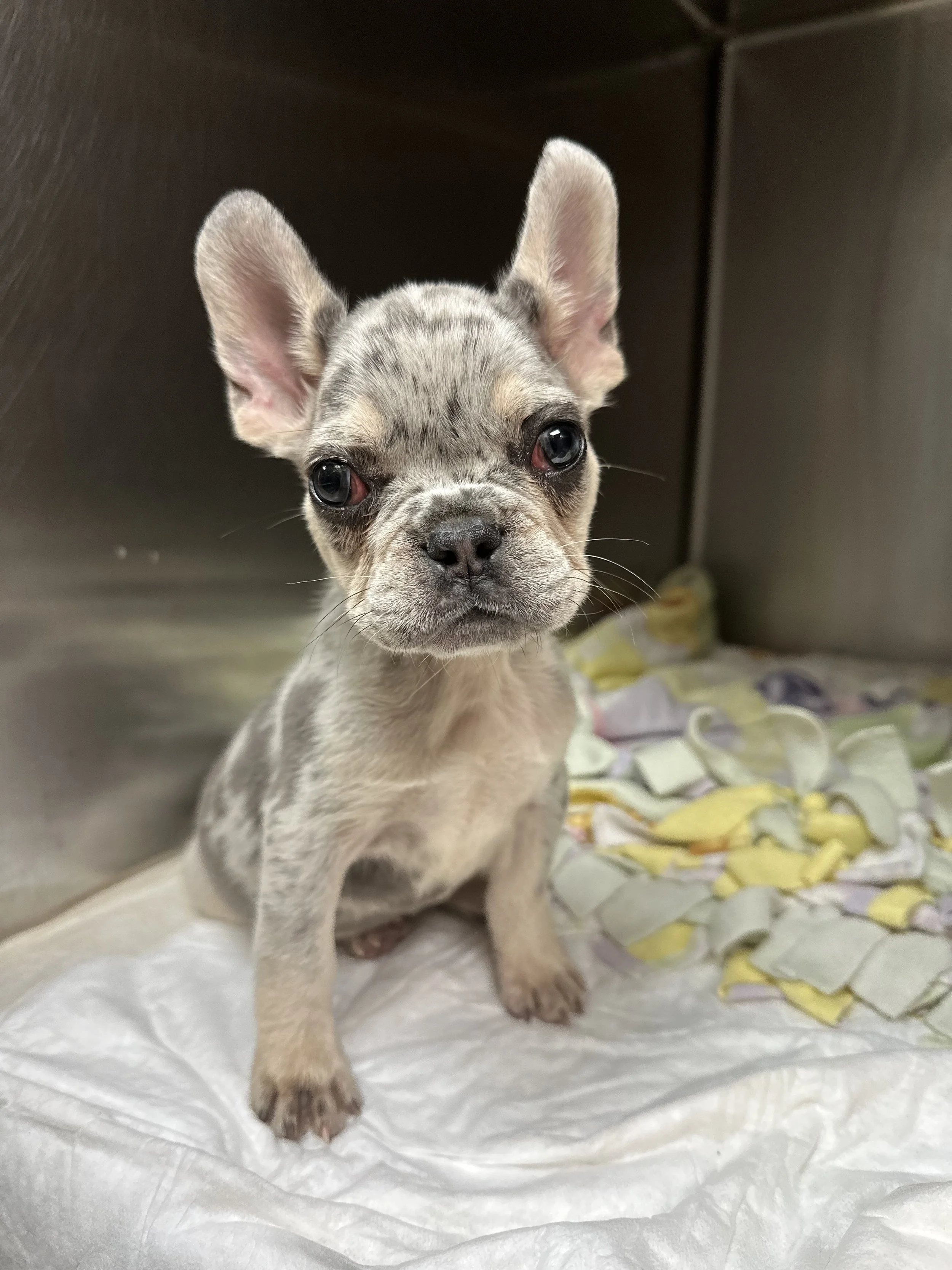 French Bulldog Puppy With A Broken Heart