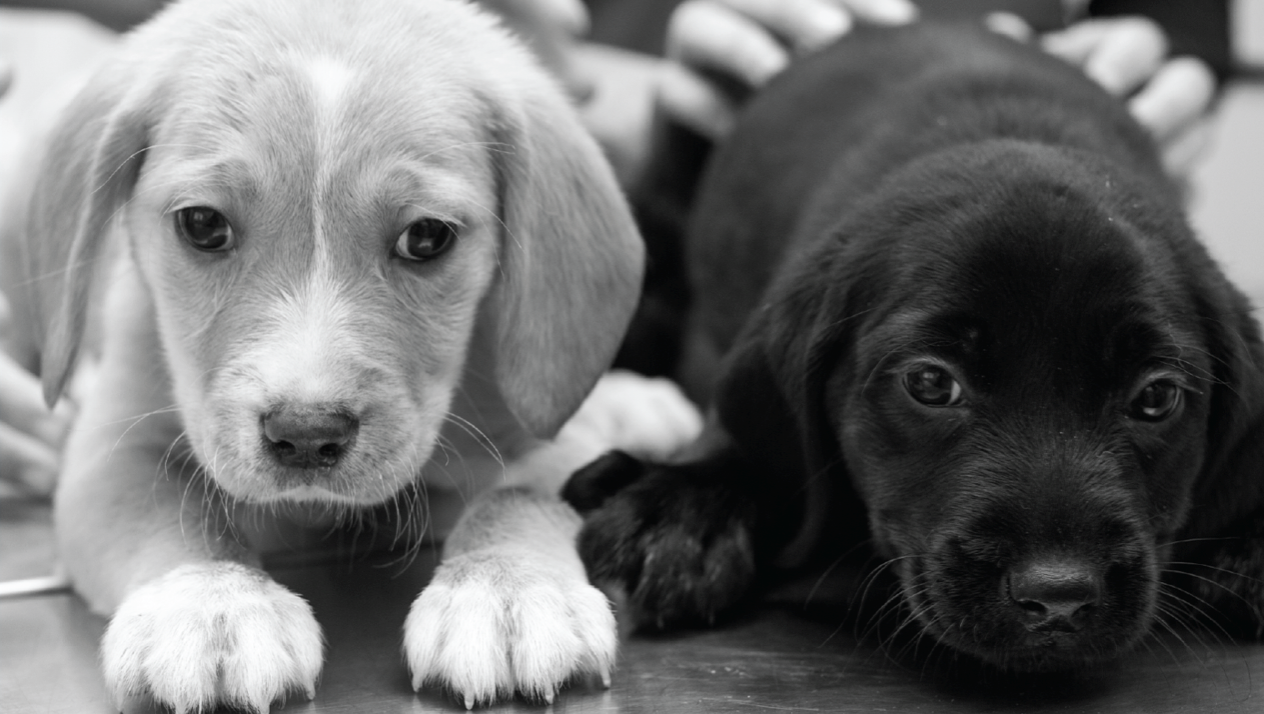 small white dogs for adoption