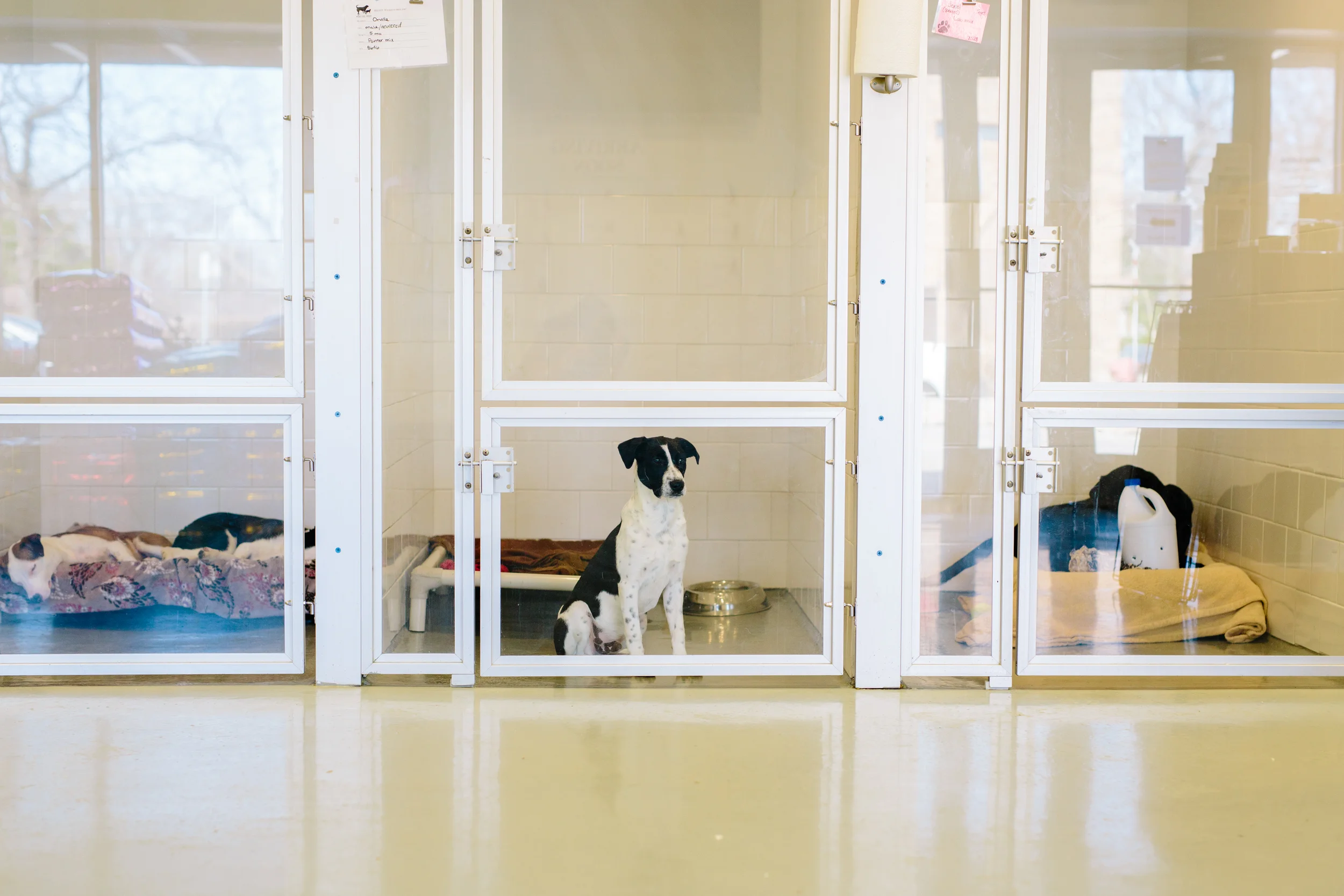 17 years old in cat years