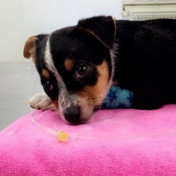 Puppy receiving treatment for Parvovirus