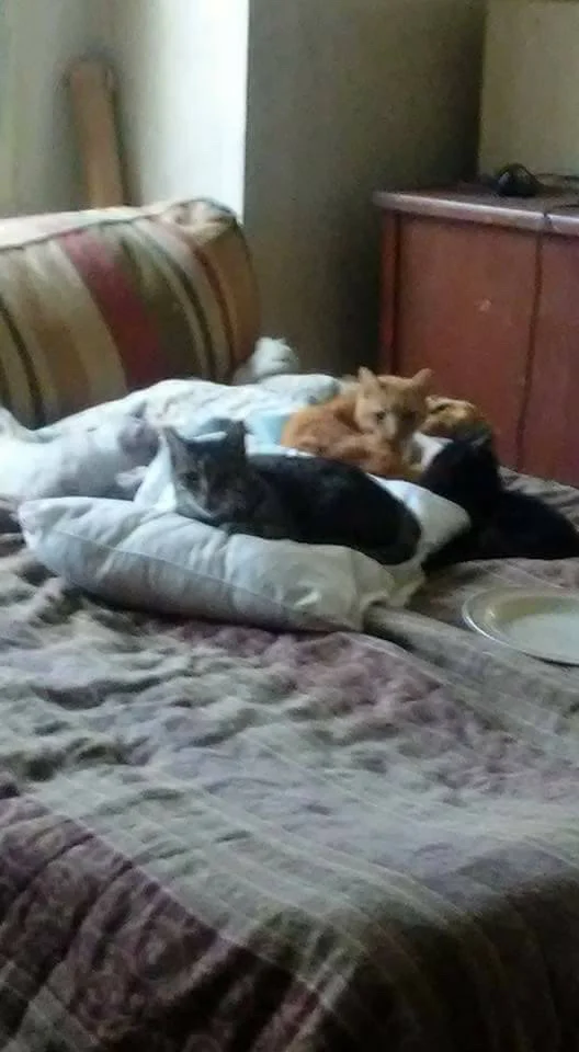 cats9.jpg