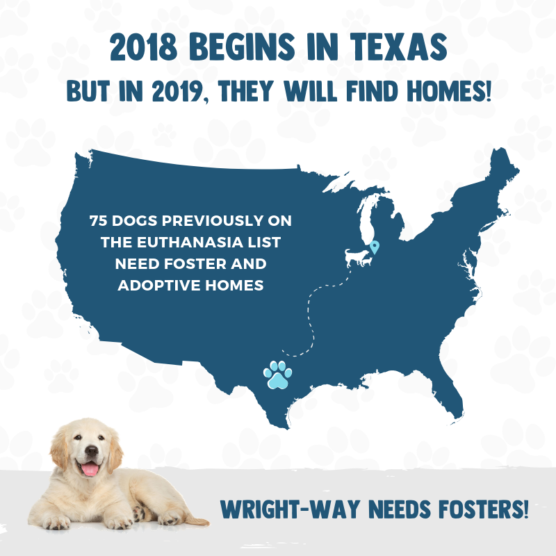 FOSTERS NEEDED! (4).png
