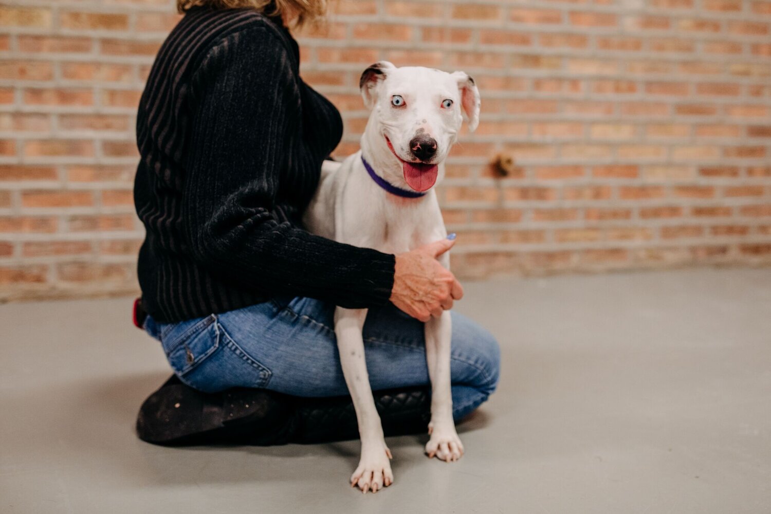 PAWS FOR PATRIOTS MEGA-PET ADOPTION EVENT - Oak Lawn, IL Patch