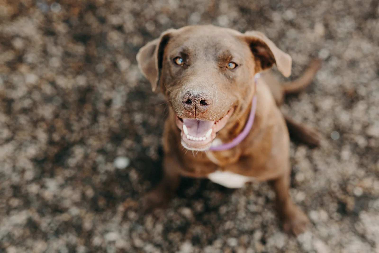 Adoption Program and Process — Wright-Way Rescue