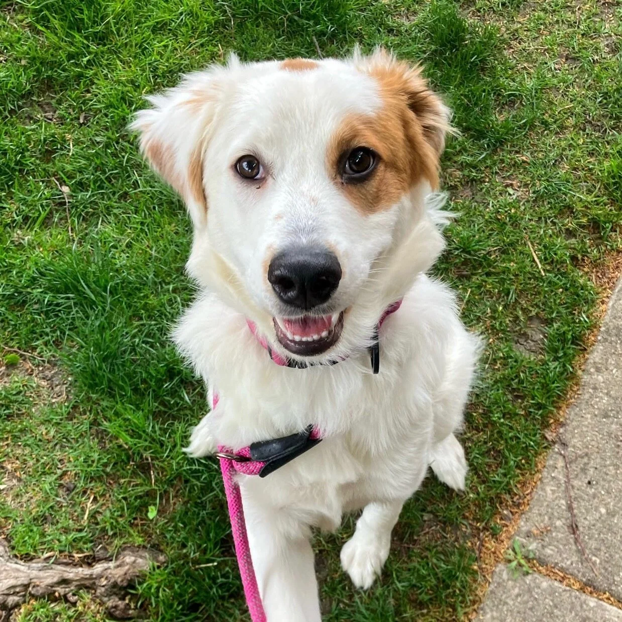 Dog - 7e - square.JPG