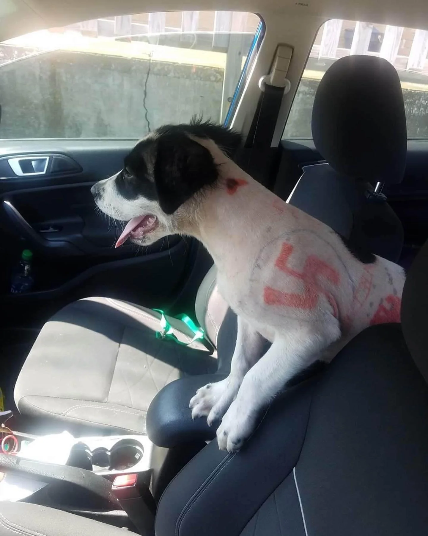 Hate Speech and Symbols Drawn On Her Pup’s Fur…