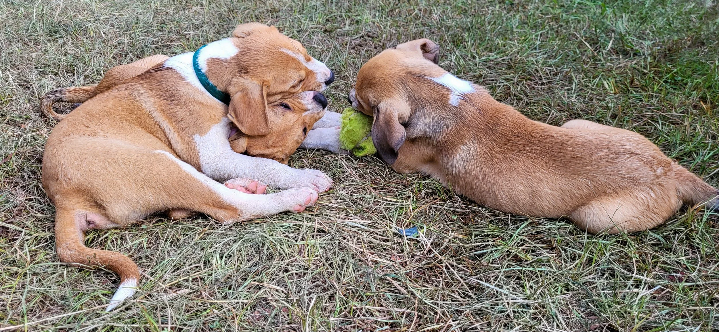 Mario, Macy, and Maddox: Three Lucky Dogs in Search of Their Loving Homes🐾