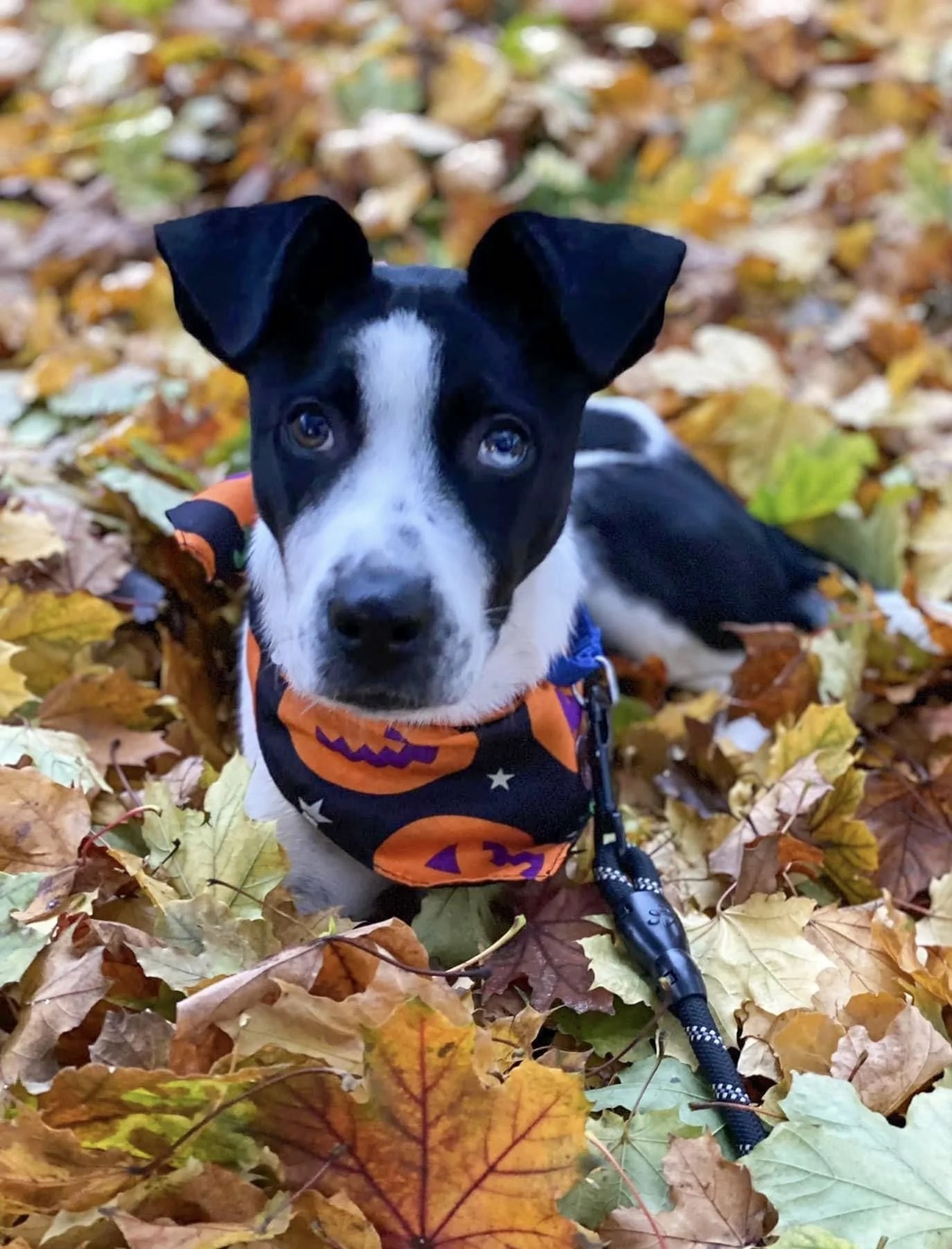 Happy Halloween: Dash