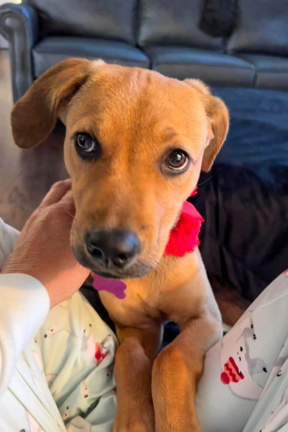 The perfect way to start each day is with a foster pup.