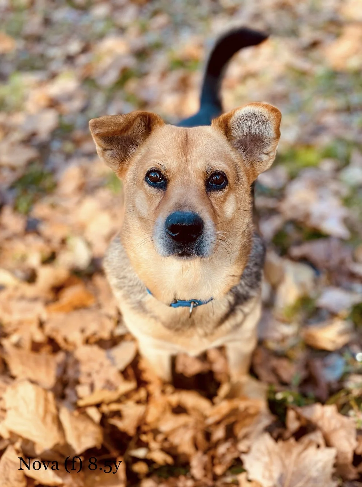 Wright-Way Rescue’s lifetime commitment ~ Nova