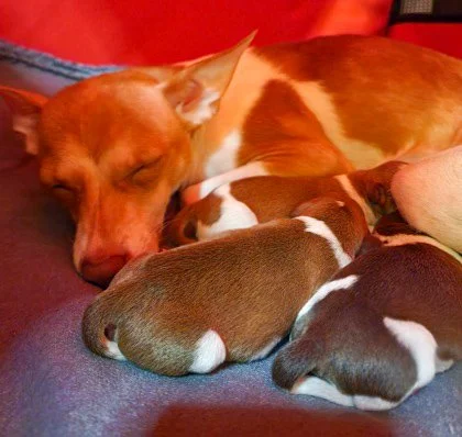 Squeeker and Pups