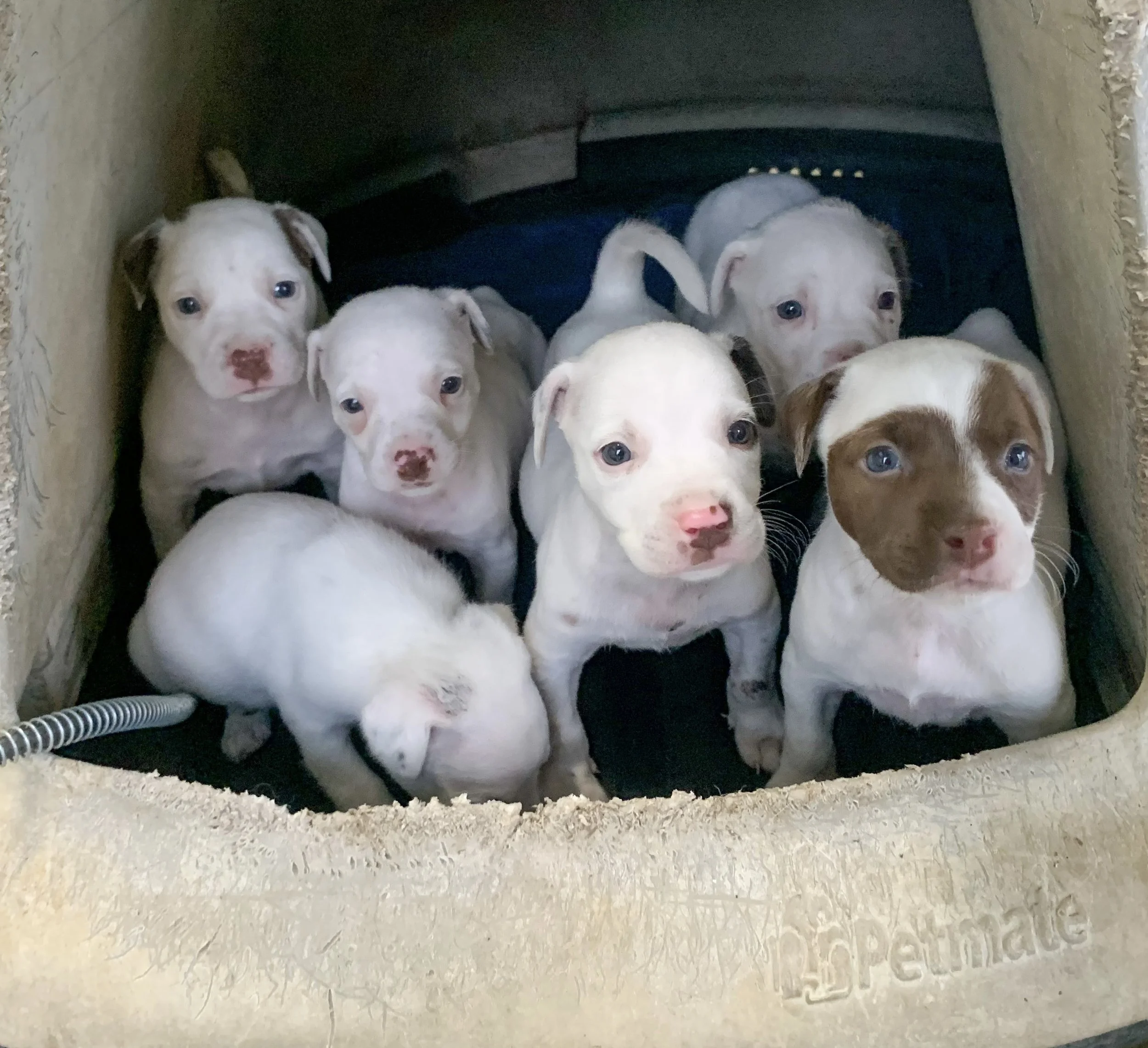 Puppies from Arkansas