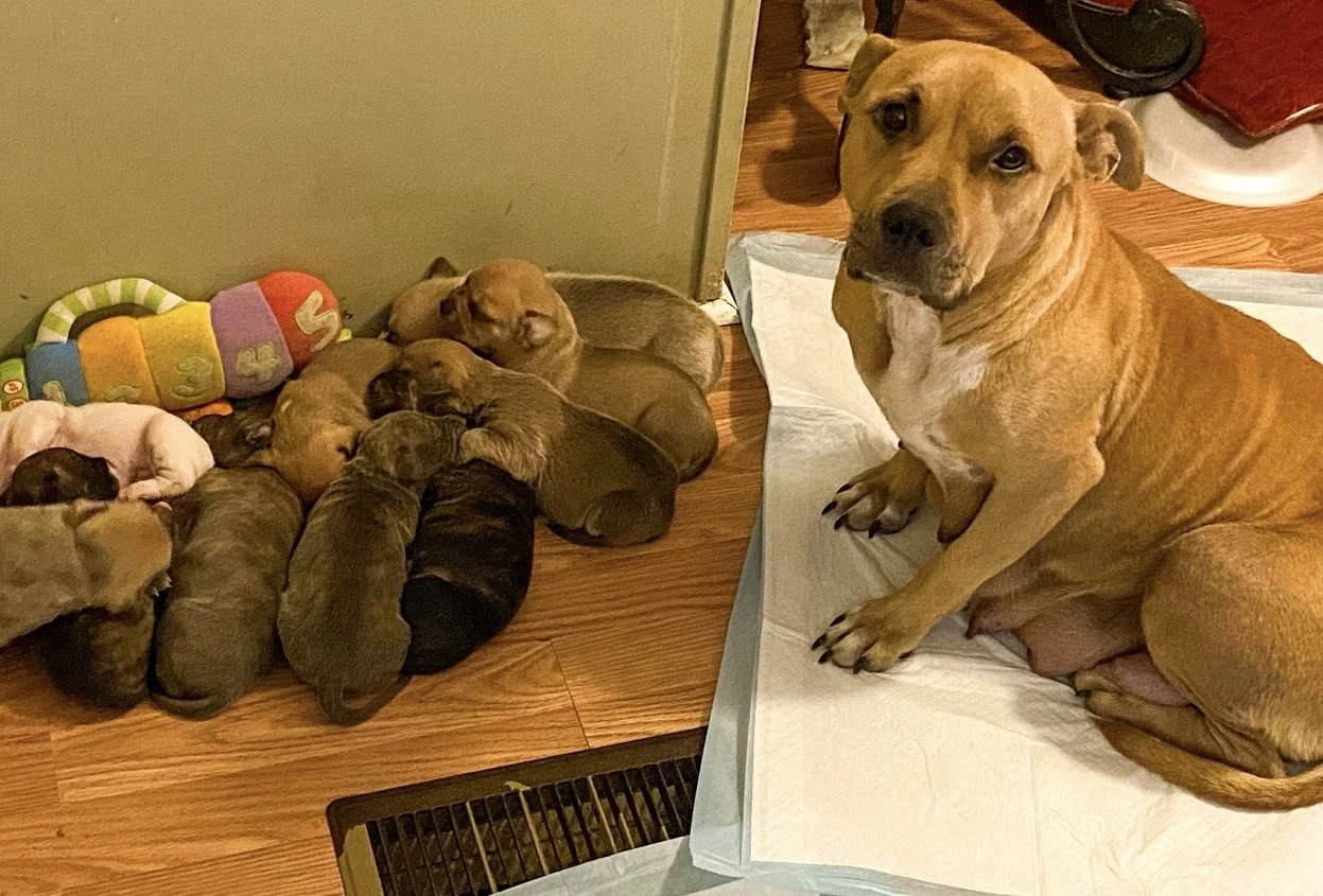 Abandoned Pregnant Dog 