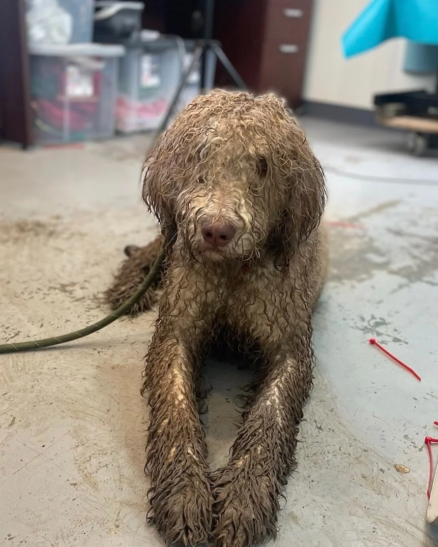 Pumpkin: From Rags to Riches 