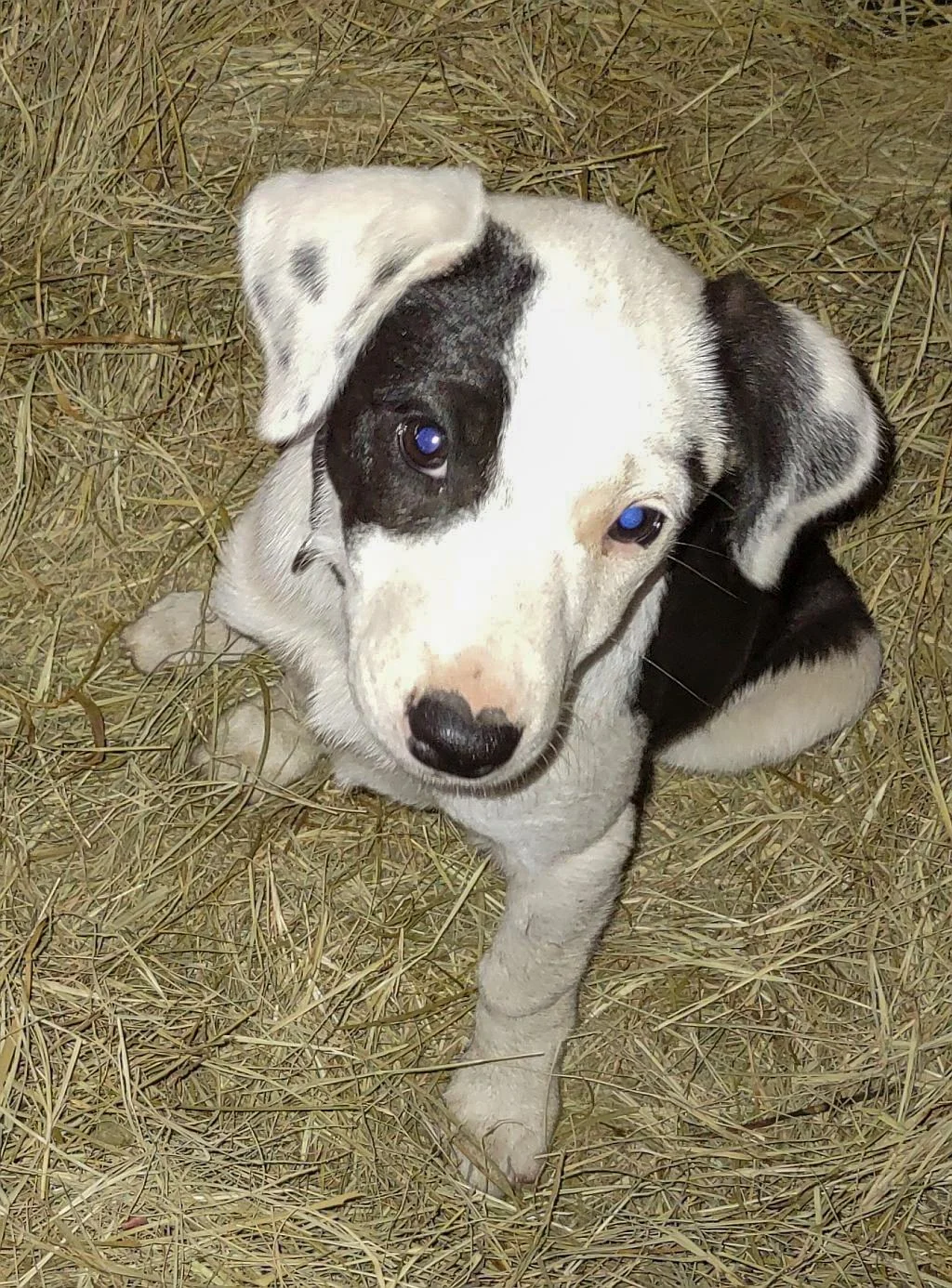 Patches from Arkansas
