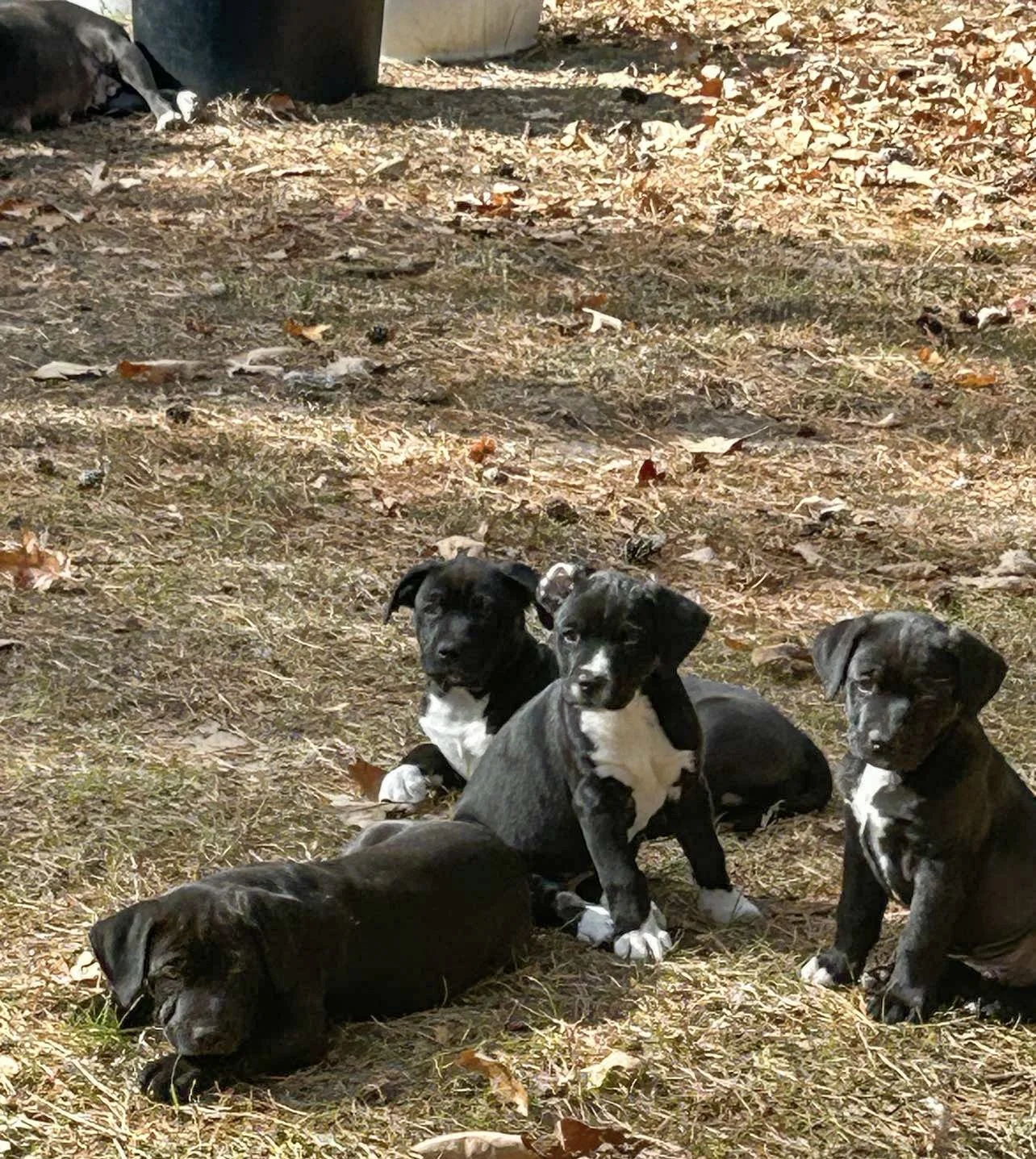 Eleven puppies from Mississippi
