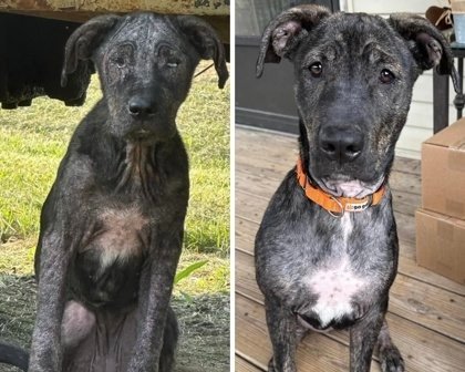 Lily Update