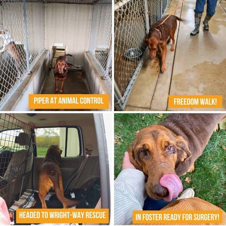 SENIOR DOG BEAT THE ODDS THANKS TO YOU!