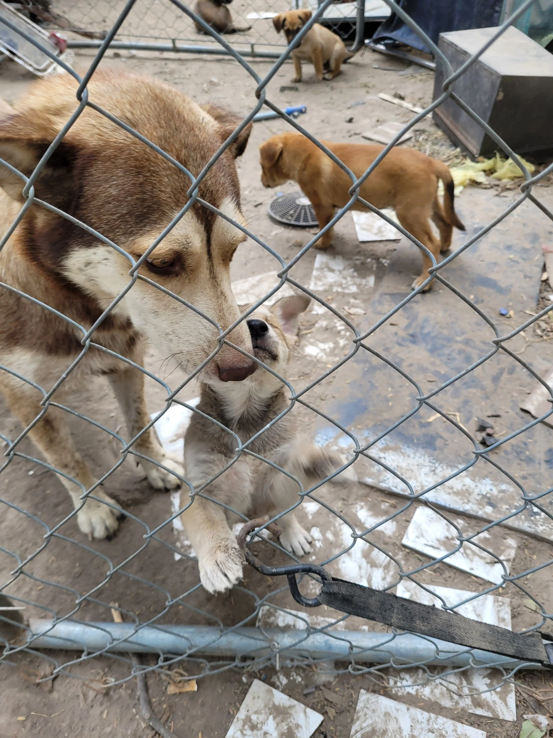 BLIND PUPPY IS RESCUED, RECEIVES SURGERY, AND FINDS AN ADOPTER Thanks to YOU!