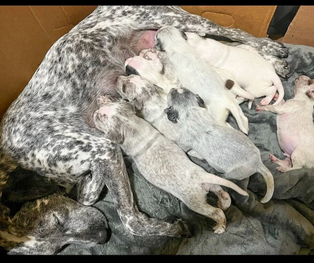 Mom and Pups from Arkansas