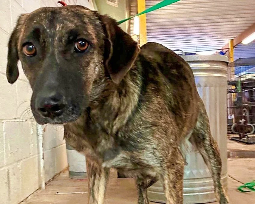 Momma and pups from Texas