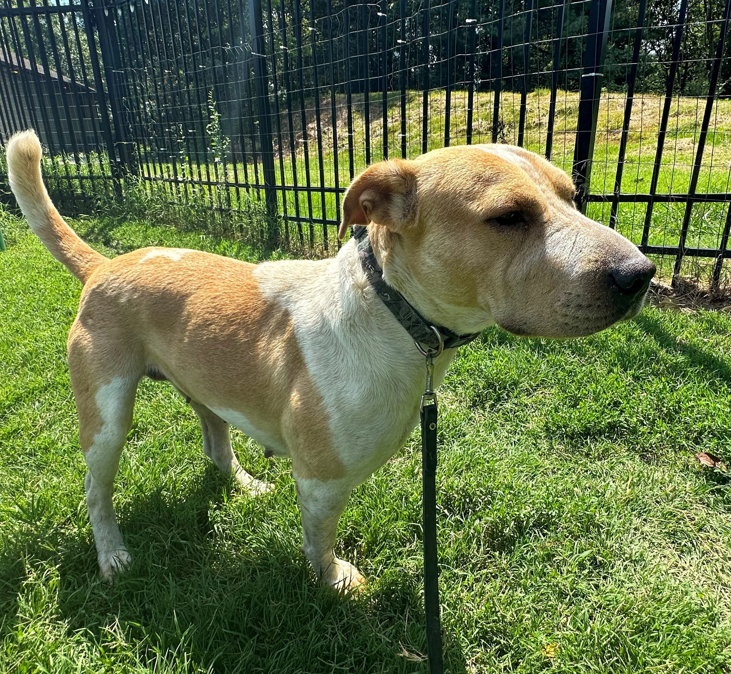 Harper from Arkansas