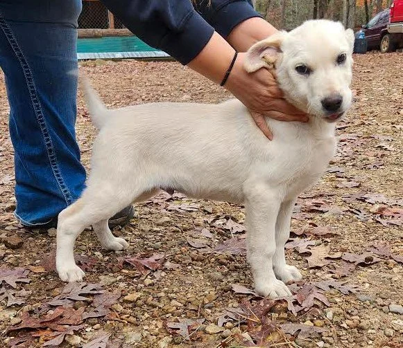 Puppies on the loose!!