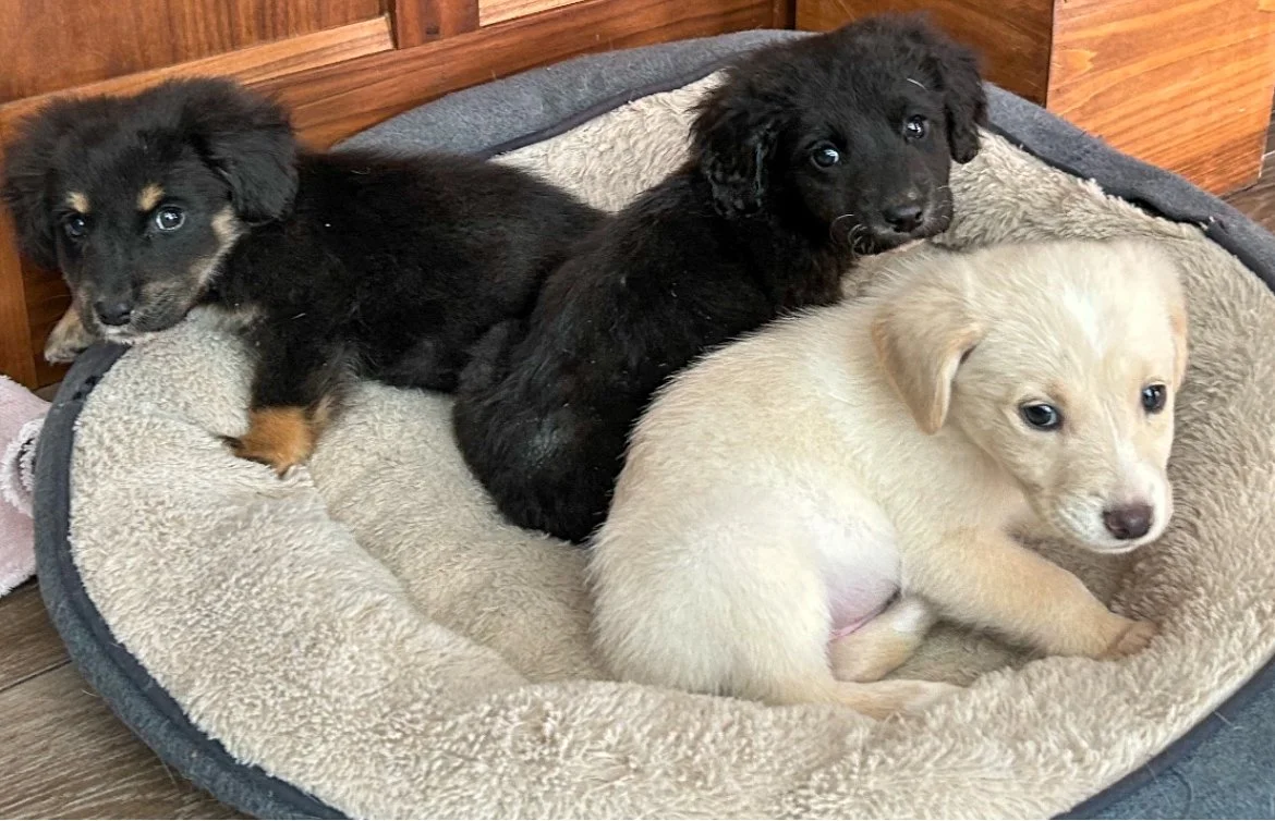 Three puppies from Hayfield