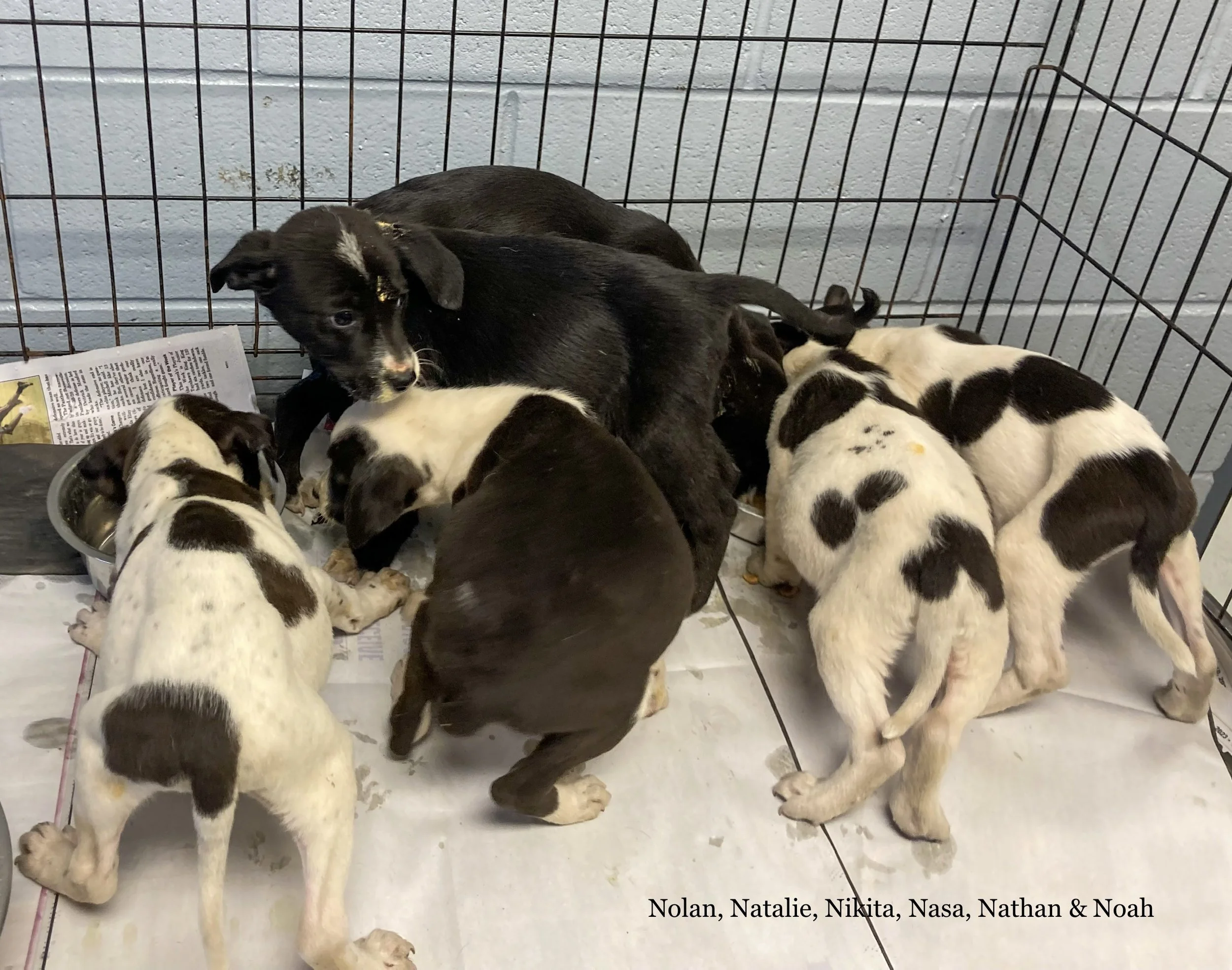 Puppies loose in Mississippi