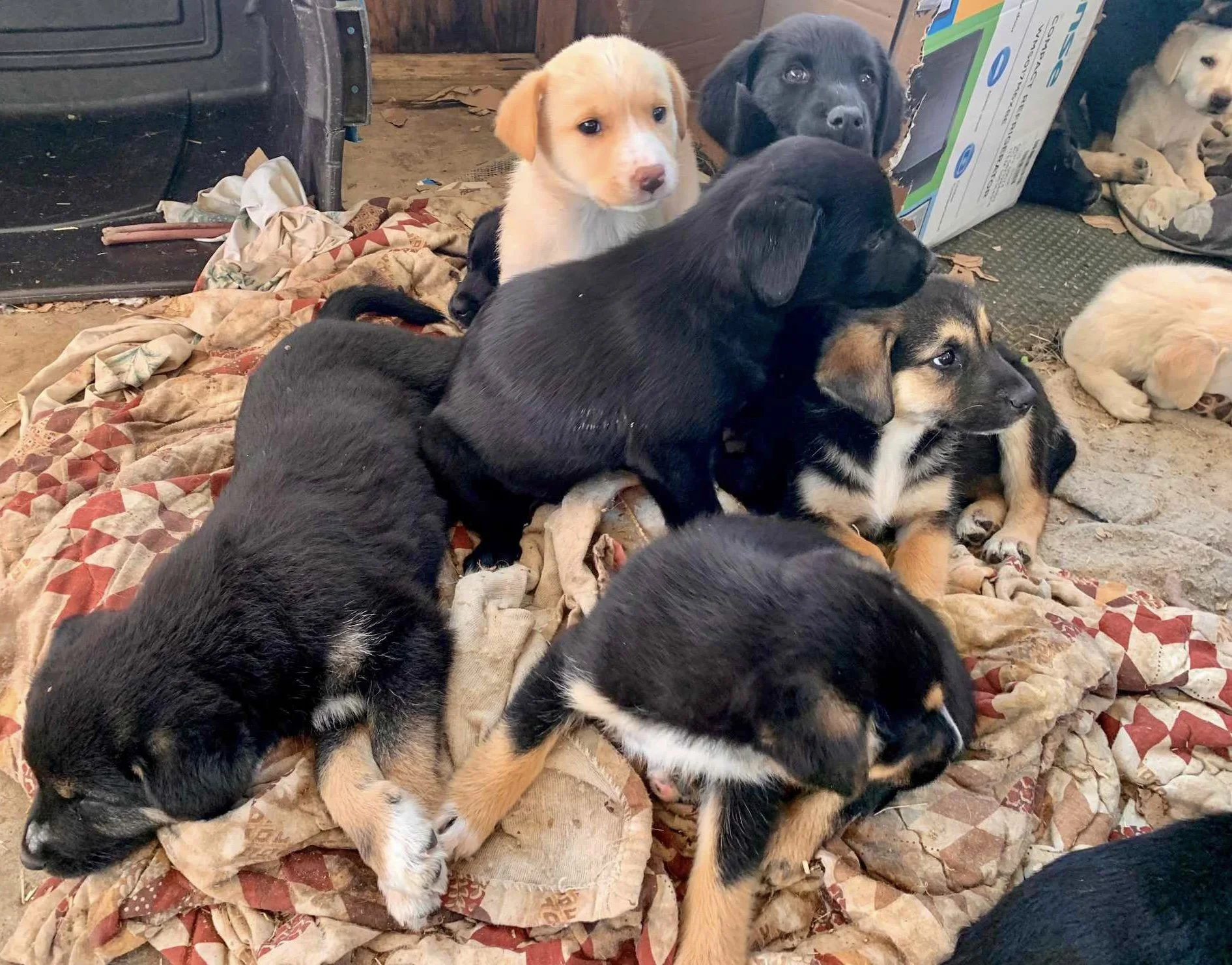 10 puppies from Missouri